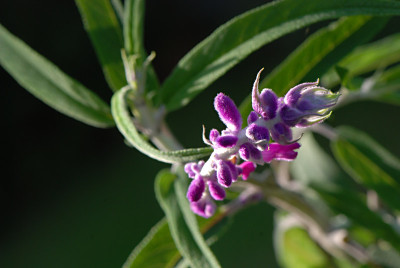 Salvia-unbek-Aug1608.jpg