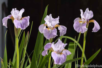 Iris_sibirica_Lavendelturm_IMG_2765_800_sRGB.jpg