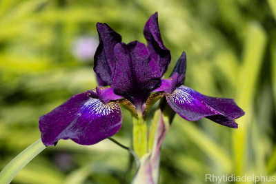 Iris_Sibirische_Nacht_3208_800_sRGB-2.jpg