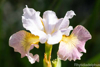 Iris_Painted_Woman_3818_800_sRGB.jpg