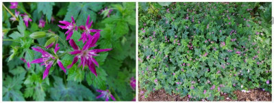 Geranium Sue Cox.jpg
