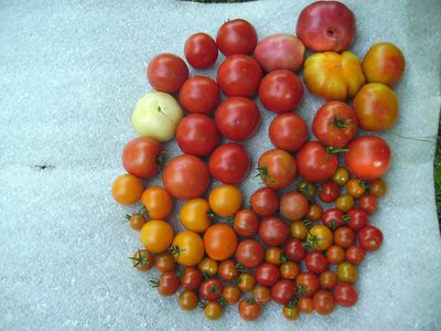 neueste_Tomatenernte.jpg