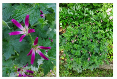 Geranium Thurstonianum.jpg
