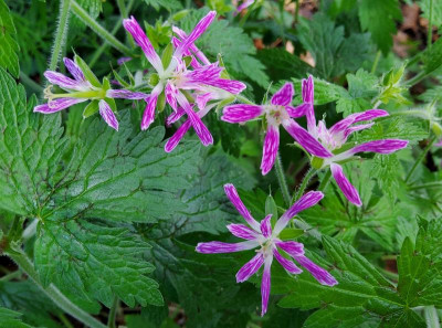 Geranium Nordlicht.jpg