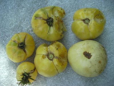 Schneckenfutter.jpg