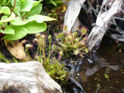 2024-05-30 Drosera 2.jpg