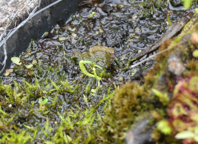 2024-05-30 Sarracenia.jpg