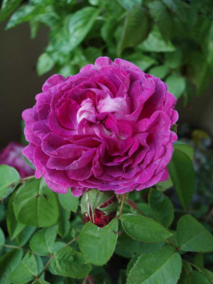 reine_des_violettes_stange_2008_bluete.jpg