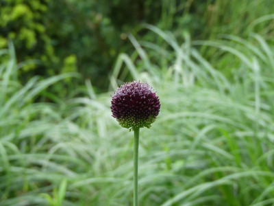 2024-05-30 Allium 'Forelock'.jpg
