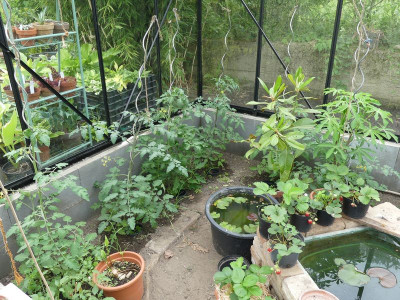 2024-05-30 Tomaten 1.jpg
