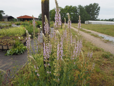 Salvia hellrosa  30.5.24 ue.JPG