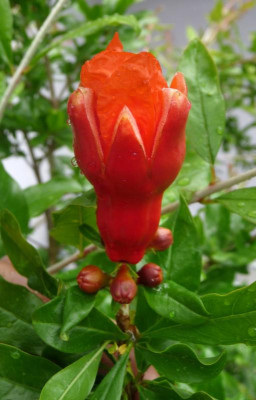 Granatapfel-Weibliche-Blüte.jpg
