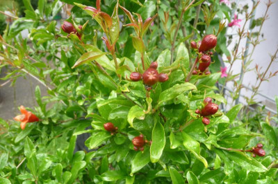 Granatapfel-mehrfach-Blüte.jpg