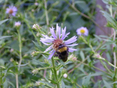 9.August_2008_8kl.26_Aster_puniceus_Einzelbl._mit_Hummel.JPG