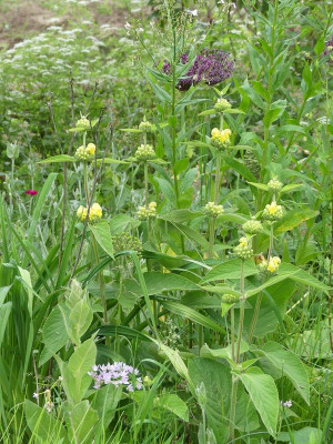 2024-05-30 Phlomis russeliana.jpg