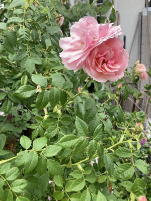 IMG_4014.jpeg