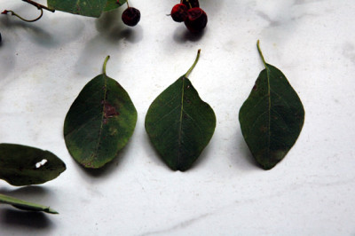 Blatt-.jpg