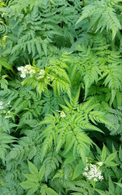 20240529_200222 Chaerophyllum.jpg