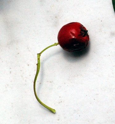 Frucht.jpg