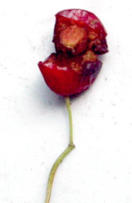Frucht2.jpg