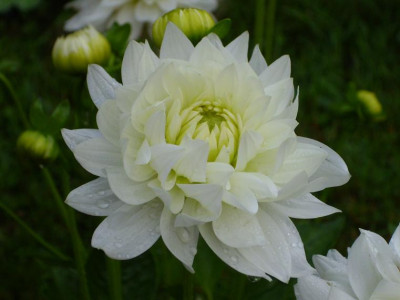 16._August._jpg_46kl.27_Dahlia_Karma_Maarten_Zwaan_Regentr._halbge..JPG