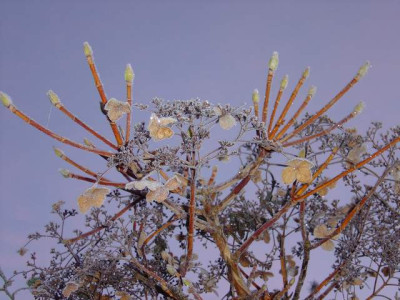 Hortensie__in_frostigem_Winterhimmel.jpg