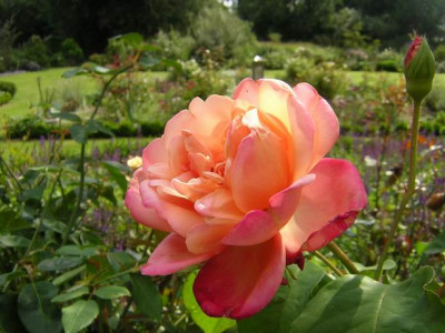 GroenanderungDSCN3030.JPG