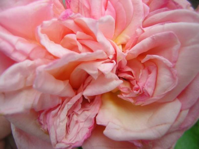 Philippa_Pirette_08.JPG