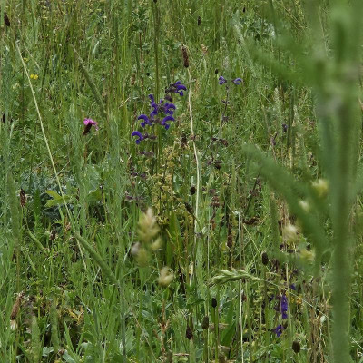 Wiesensalbei und Karthäusernelke 20240601_152613.jpg