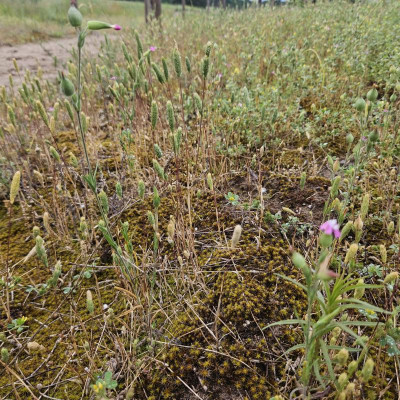 Sand-Lieschgras Phleum arenarium 20240601_153243.jpg