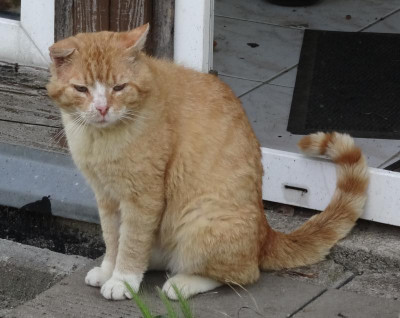 garfield04.jpg