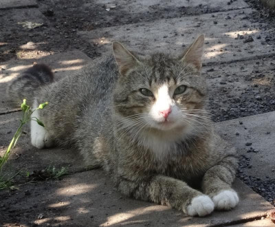 jungkater02.jpg