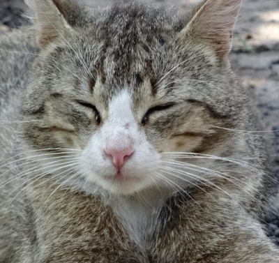 jungkater03.jpg