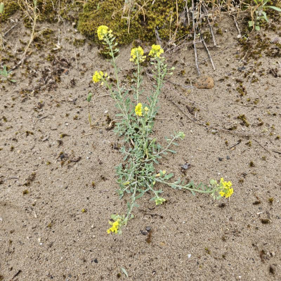 Berg-Steinkraut Alyssum montanum 20240601_153343.jpg