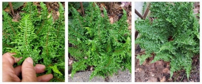 Dryopteris affinis Crispa Gracilis-Congesta.jpg