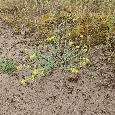 Berg-Steinkraut Alyssum montanum subsp. gmelinii 20240601_153346.jpg