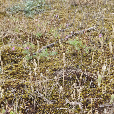 winzige Reiherschnäbel in einem Bett von Haarmoos Polytrichum piliferum vermutlich 20240601_154535.jpg