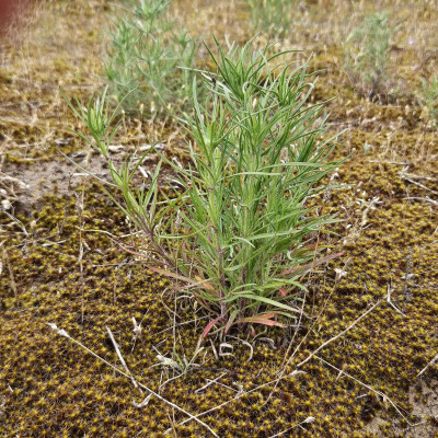 Sand-Silberscharte, Jurinea cyanoides 20240601_154841.jpg