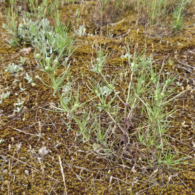 Sand-Wegerich Plantago arenaria 20240601_160034.jpg