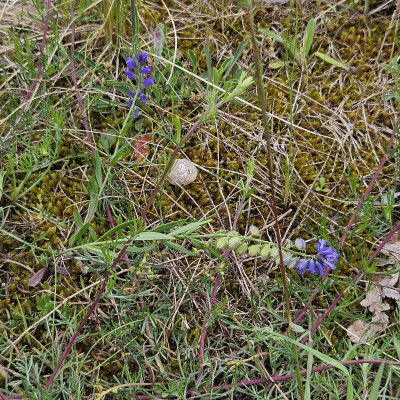 Schopfige Kreuzblümchen Polygala comosa 20240601_161816.jpg