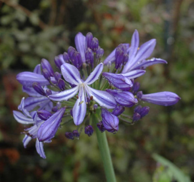 A6826a_Large.JPG