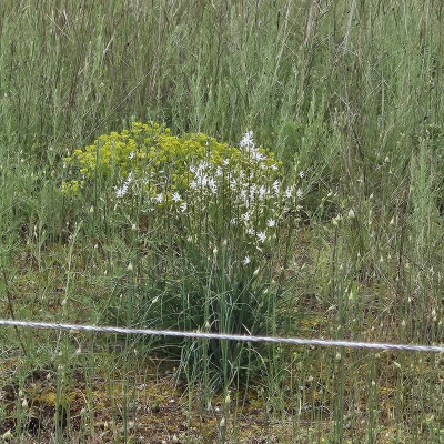 Rispige Graslilie Anthericum ramosum 20240601_161929.jpg