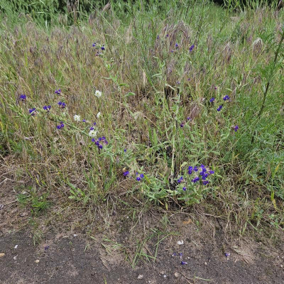 Wegerichblättrige Natternkopf Echium plantagineum 20240601_162947.jpg