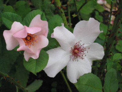 Dainty_Bess_Aug_08_A.jpg