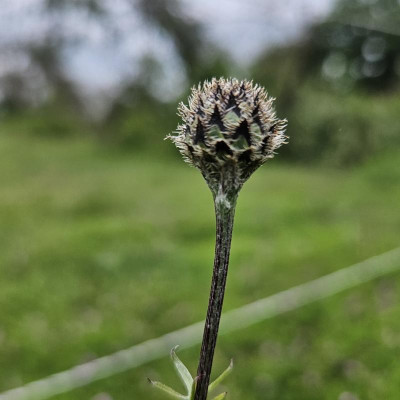 Skabiosen-Flockenblume Centaurea scabiosa 20240601_164454.jpg