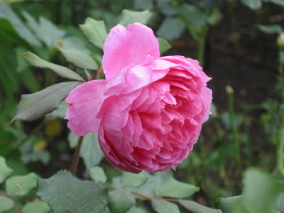 Alan_Titchmarsh_Aug_08.jpg