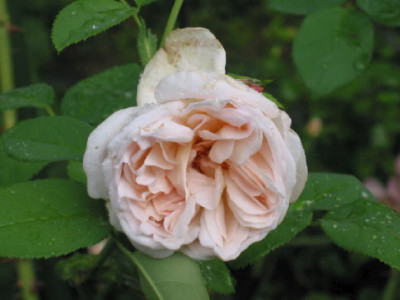 Cymbeline_Tropfen_Aug_08.jpg