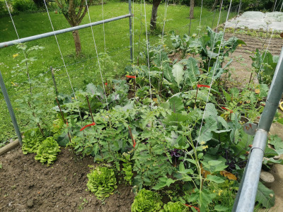 Tomaten 20240602.jpeg