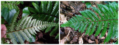 Vermutl. Polystichum polyblepharum.jpg