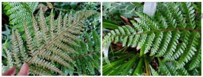 vermutl. Polystichum aculeatum.jpg